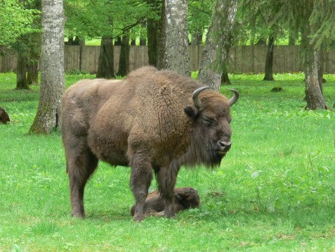 Bialowieza national park day tour in small group from Warsaw